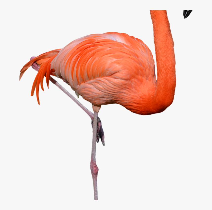 Standing Flamingo Png Clipart Hd Wallpaper Download - Flamingo Png, Transparent Png, Free Download