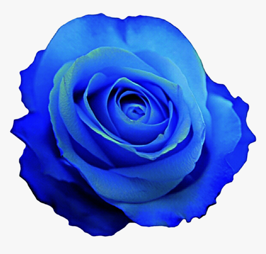 Blue Rose Wallpaper - Blue Rose Png Clipart, Transparent Png, Free Download