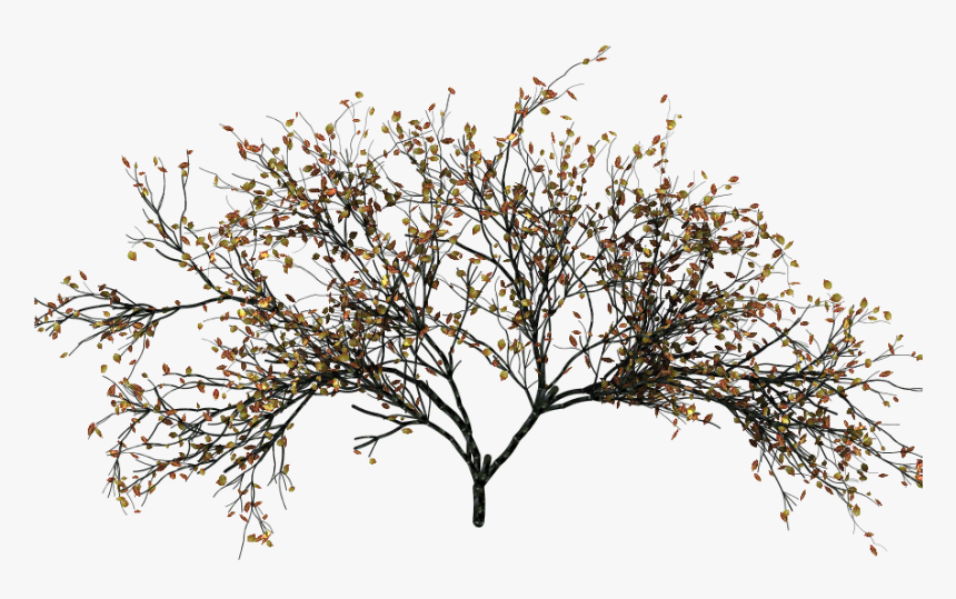 Flower, HD Png Download, Free Download