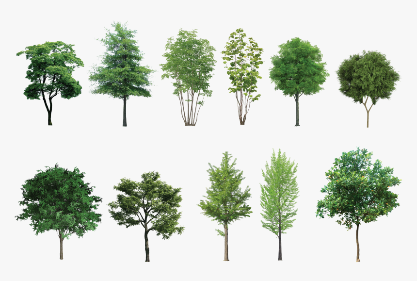 Trees .png, Transparent Png, Free Download