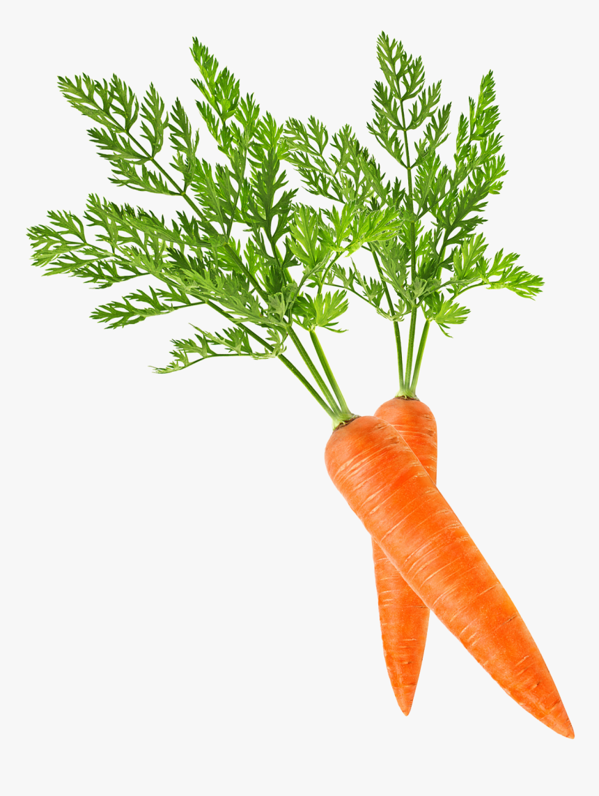 Baby Carrot Clip Art - Carrot Png, Transparent Png, Free Download