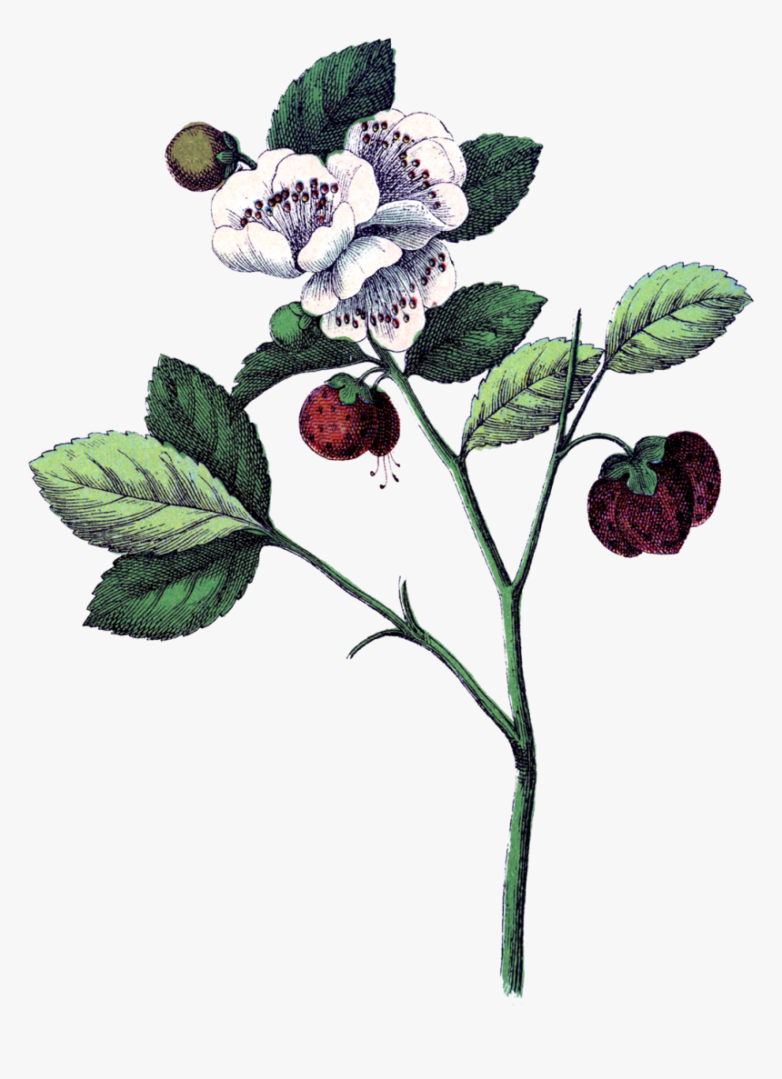 Blüte 1 Edit, HD Png Download, Free Download