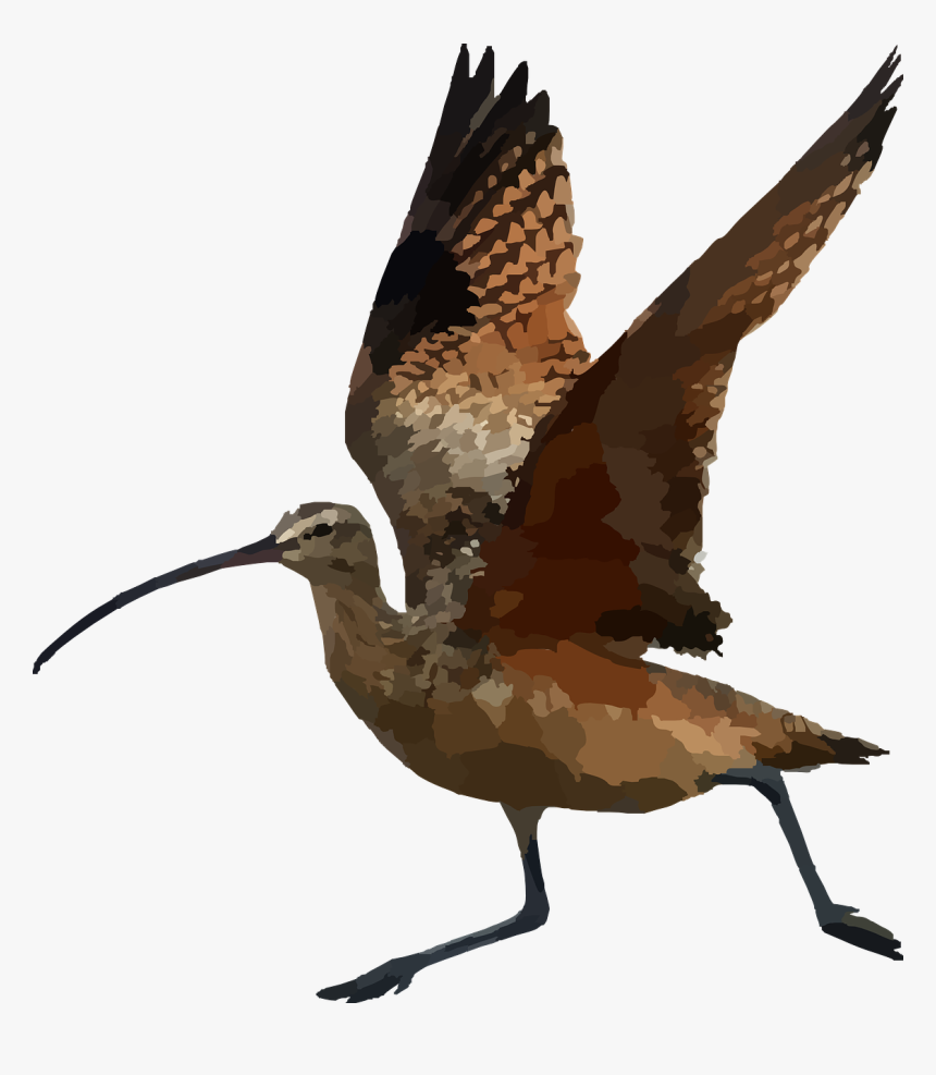 Long Billed Curlew Png, Transparent Png, Free Download