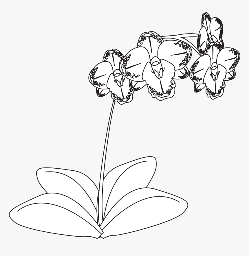 Orchid Black And White Png, Transparent Png, Free Download