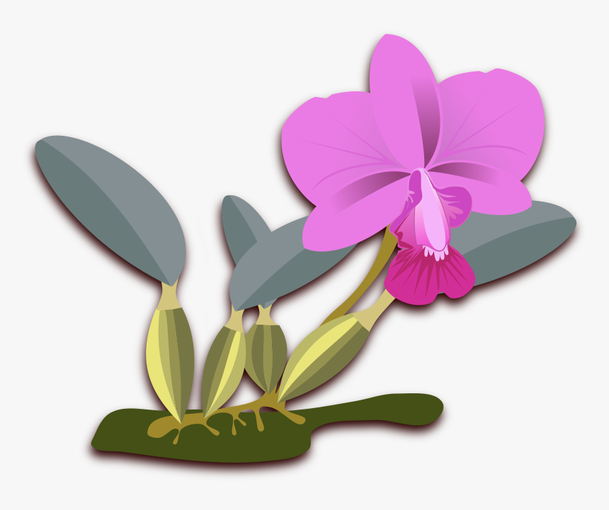 Free To Use Public Domain Orchid Flower Clip Art - Cattleya Png, Transparent Png, Free Download