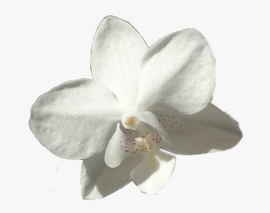 #flower #white #orchid #pretty #floral #plant #plats - Moth Orchid, HD Png Download, Free Download