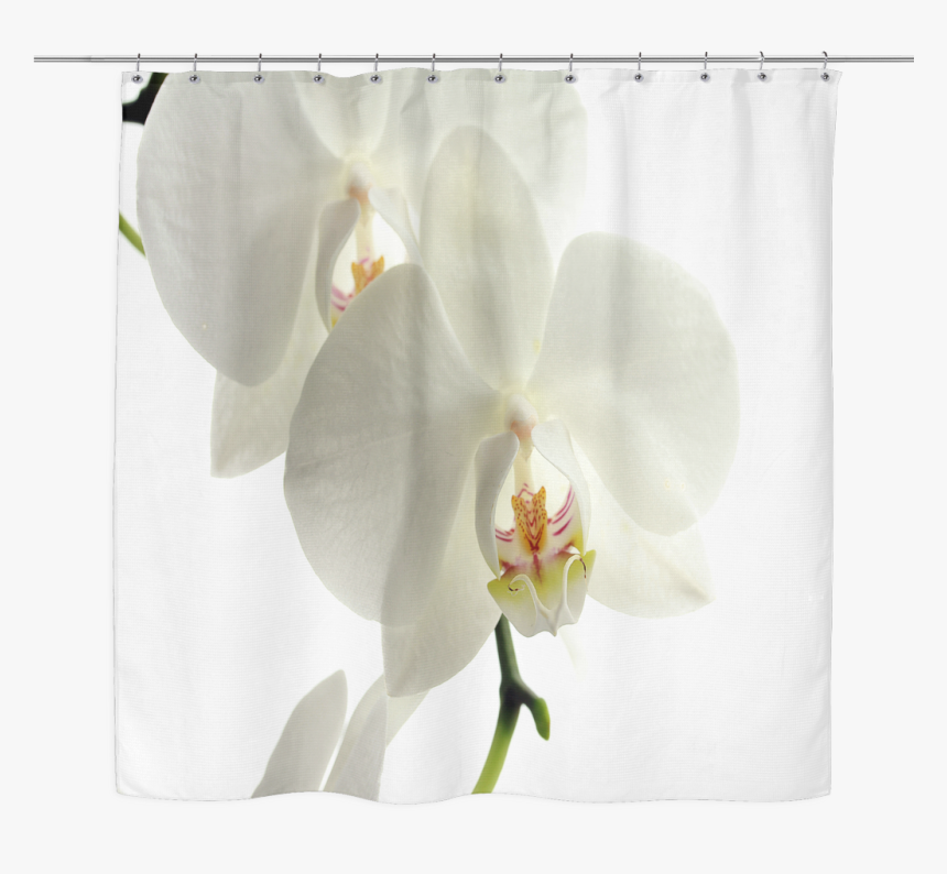 Phalaenopsis Sanderiana, HD Png Download, Free Download