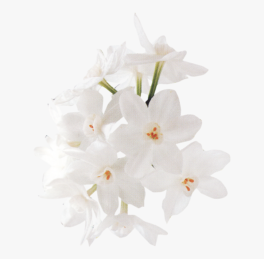White Rose Png - Flower, Transparent Png, Free Download