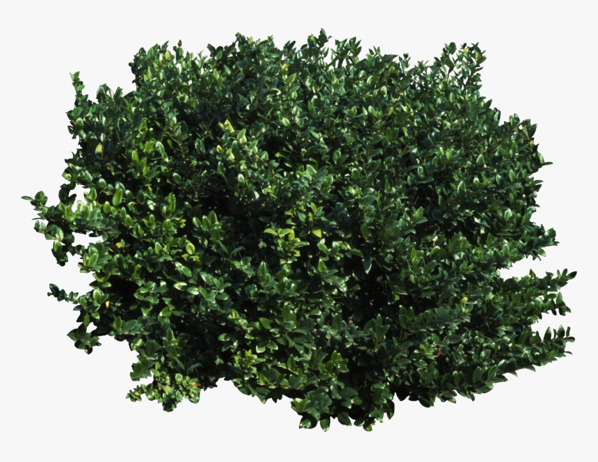 Tree Shrub Transparency And Translucency Clip Art - Transparent Background Shrub Clipart, HD Png Download, Free Download