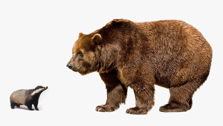 Brown Bear Png, Transparent Png, Free Download