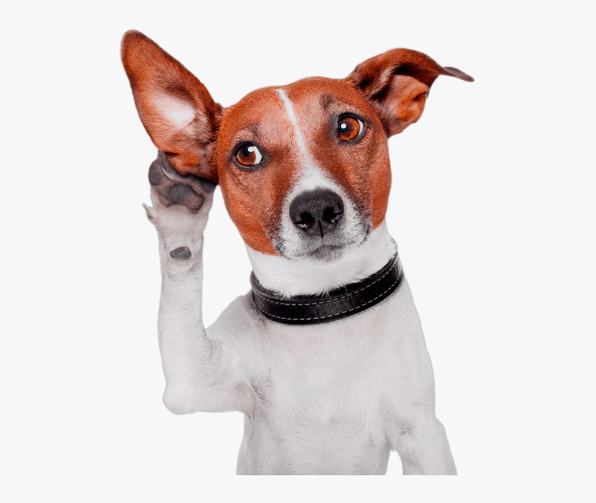 Attention Dog, HD Png Download, Free Download