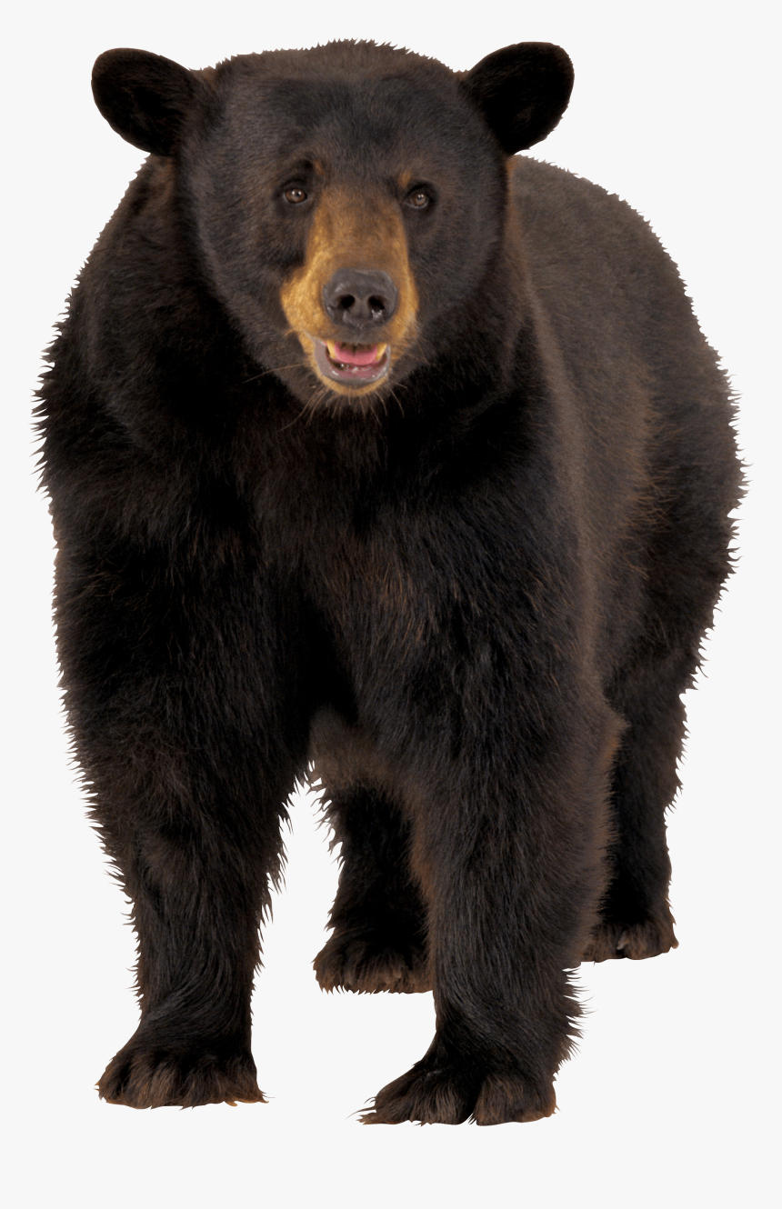 Large Brown Bear - Black Bear Png, Transparent Png, Free Download