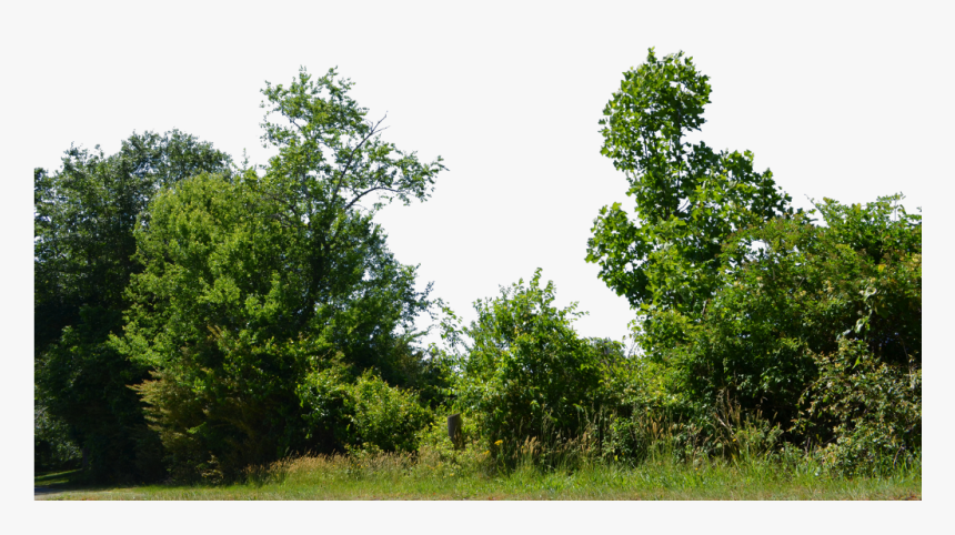 Transparent Green Bush Png - Nature Trees Images Png, Png Download, Free Download