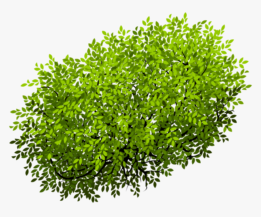 Euclidean Vector Shrub Tree - Flower Bush Top View Png, Transparent Png, Free Download