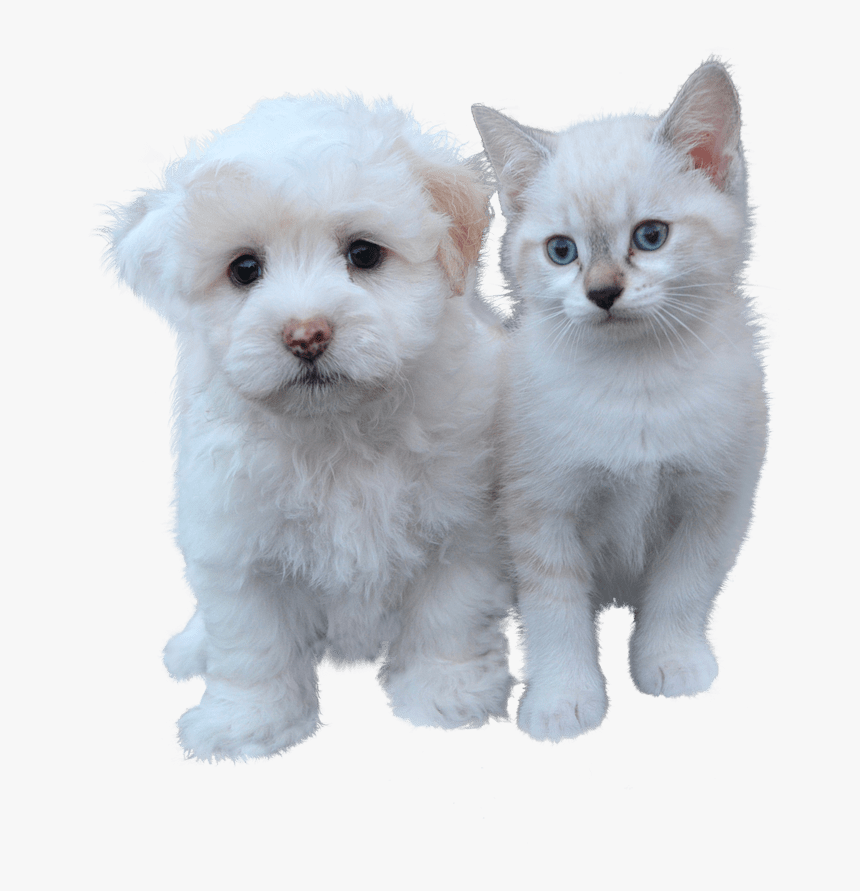 El Perro Y El Gato De La Exención, Mascotas, Gato - รูป หมา และ แมว, HD Png Download, Free Download
