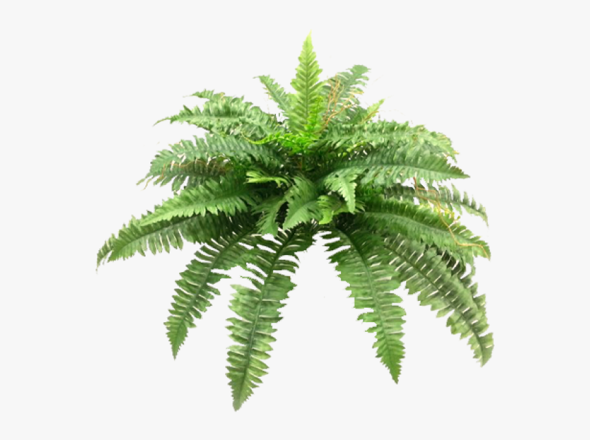 Transparent Green Bush Png - Ferns Png, Png Download, Free Download