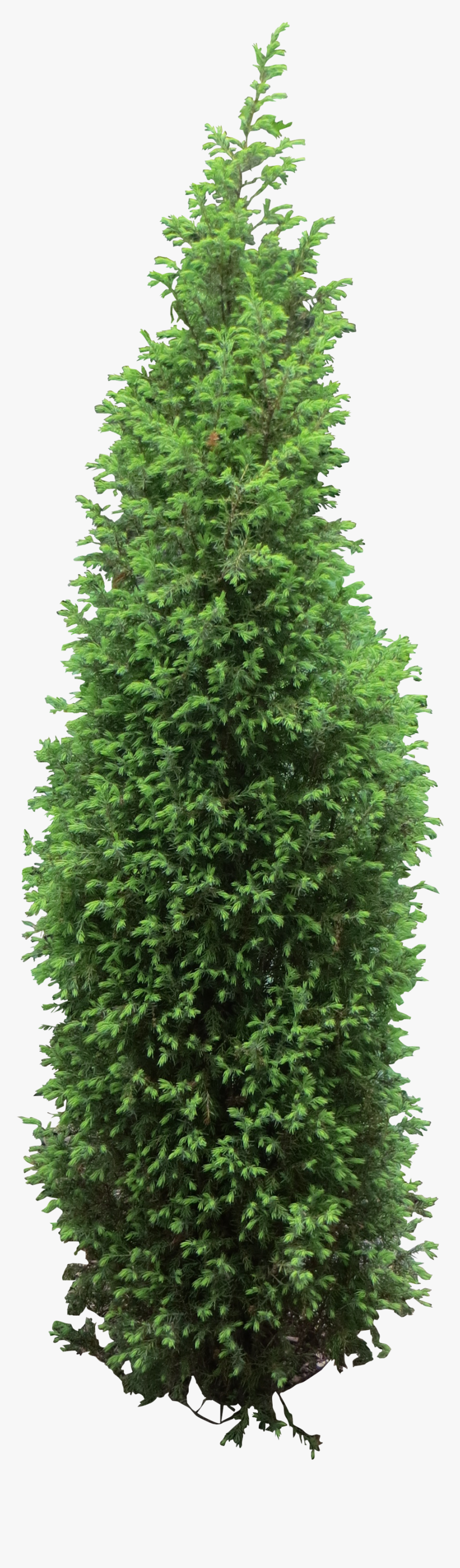 Tree Bush Png - Arborvitae Png, Transparent Png, Free Download