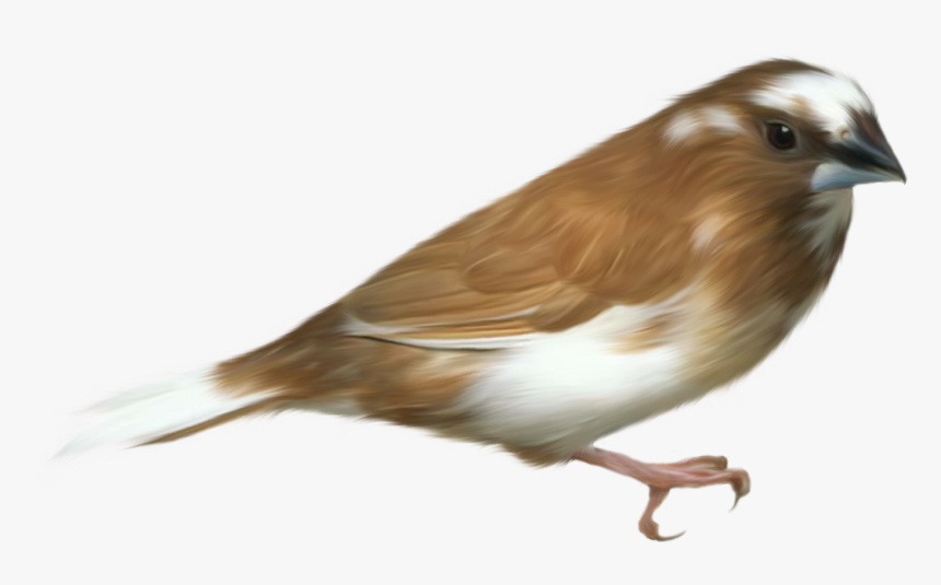 Bird Clip Art - Small Bird Transparent Background, HD Png Download, Free Download