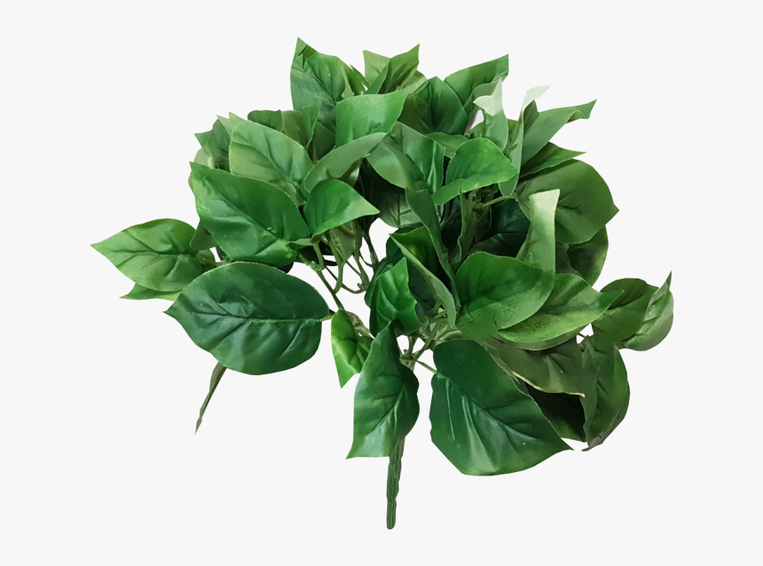 Green Jmc Floral Bush Basil Devil"s Ivy - Houseplant, HD Png Download, Free Download