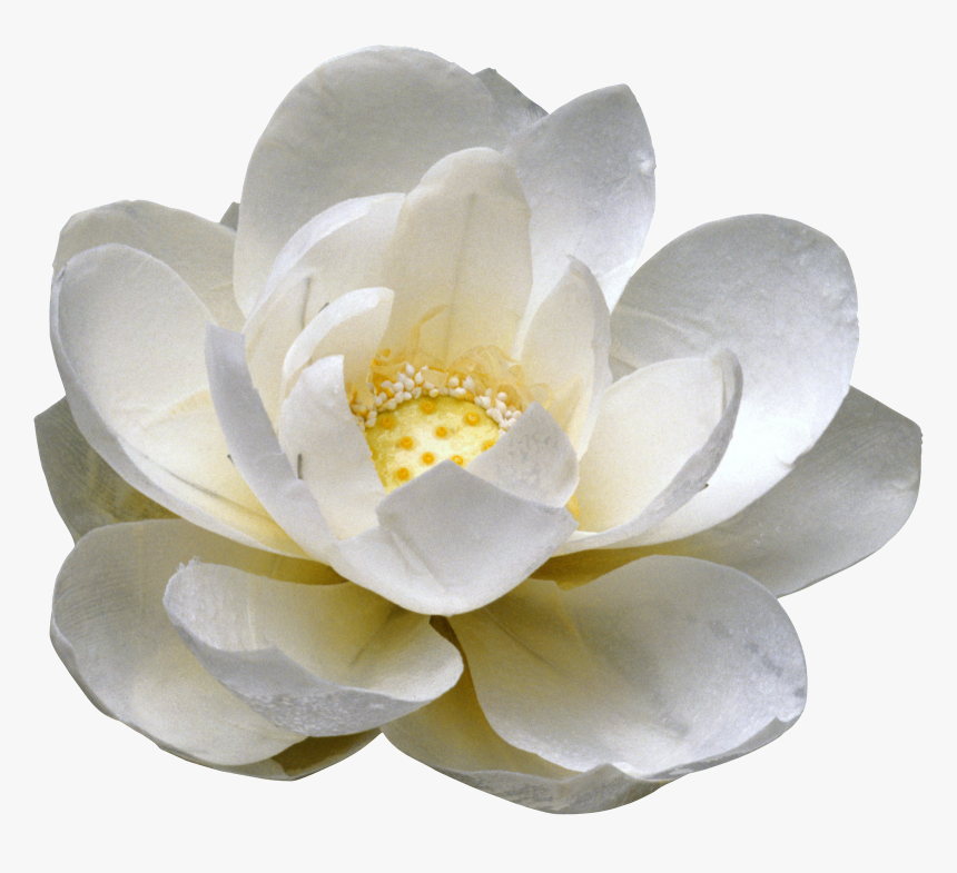 Ramos De Rosas Blancas En Png - Transparent Background White Lotus Png, Png Download, Free Download