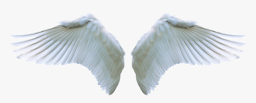 Sayap, Angel, Angsa, Putih, Ayunan, Bulu, Simbol - Realistic Angel Wings Png, Transparent Png, Free Download