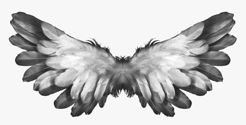 Angel Wings Feathers - Wings Feathers, HD Png Download, Free Download