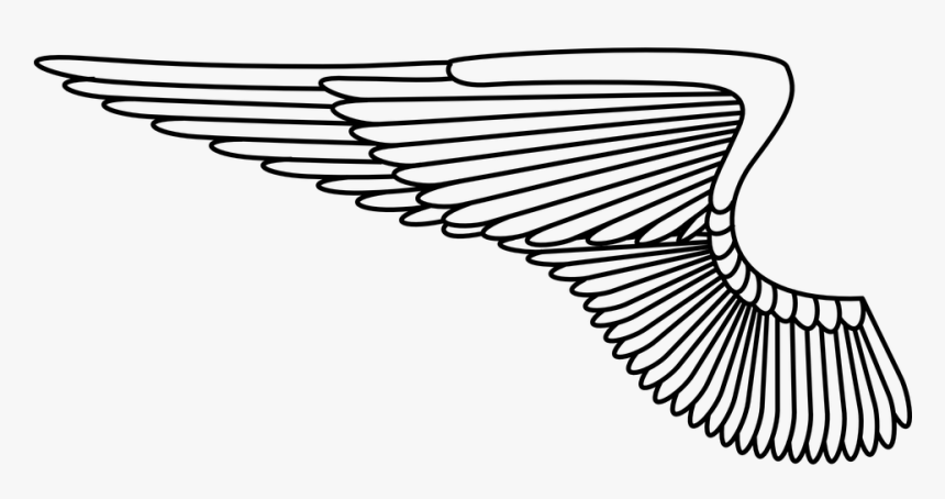 Wing, Angel, Feathers, Bird, White - Vector Air Force Wings, HD Png Download, Free Download