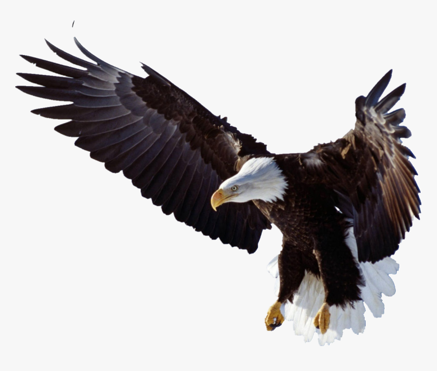 Sayap Rajawali - Bald Eagle Holding A Gun, HD Png Download, Free Download