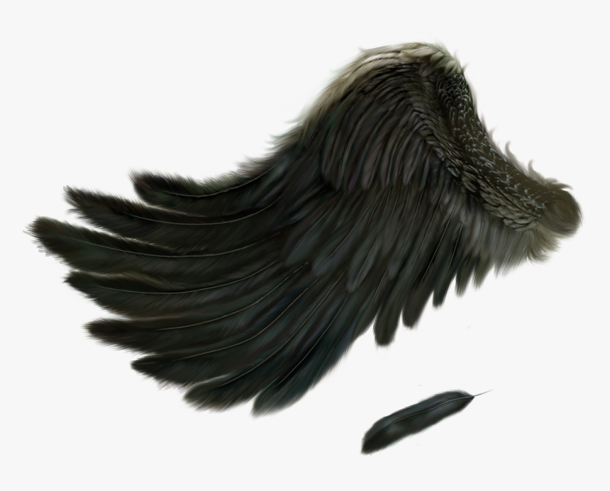 Fallen Angel Wing Png, Transparent Png, Free Download