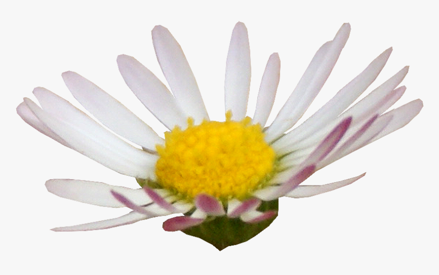 Flor Png Scrapbooking Digital - Daisy, Transparent Png, Free Download