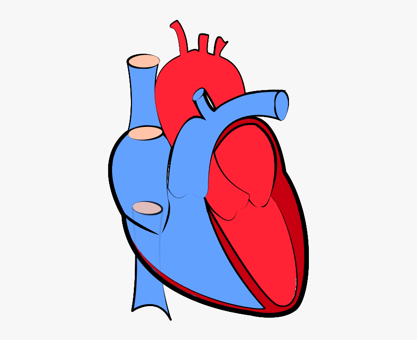 Real Heart Png Vector Transparent - Transparent Background Human Heart Png, Png Download, Free Download