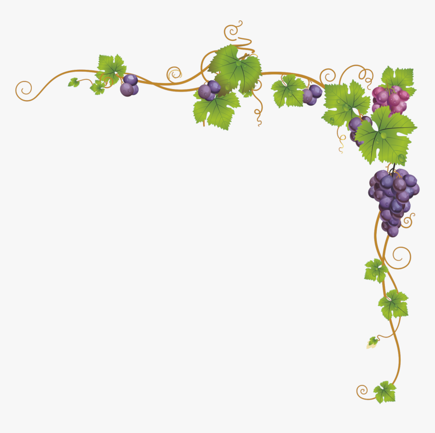 Transparent Watermelon Clipart - Grape Vine Clipart Png, Png Download, Free Download