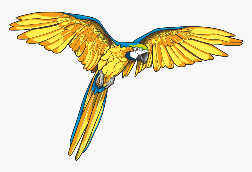 Flying Parrot Vector Art, HD Png Download, Free Download