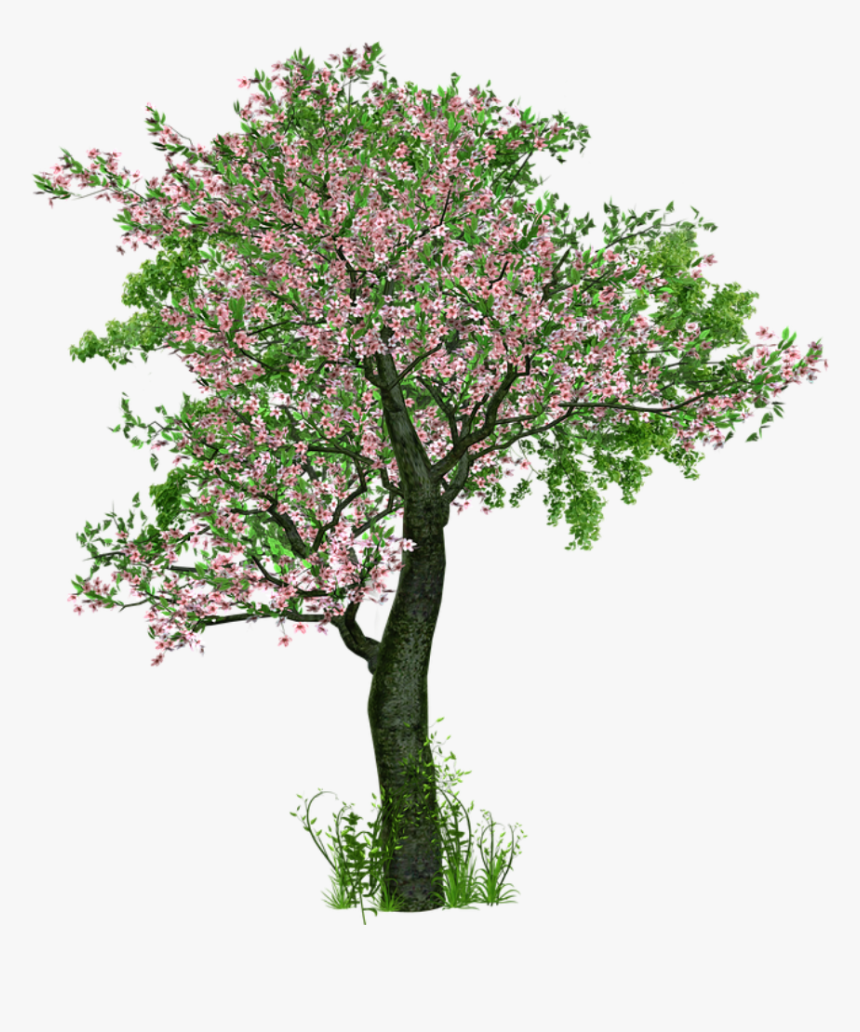 Tree, Deciduous Tree, Flowers, Grass, Digital Art - Trees With Flowers Png, Transparent Png, Free Download