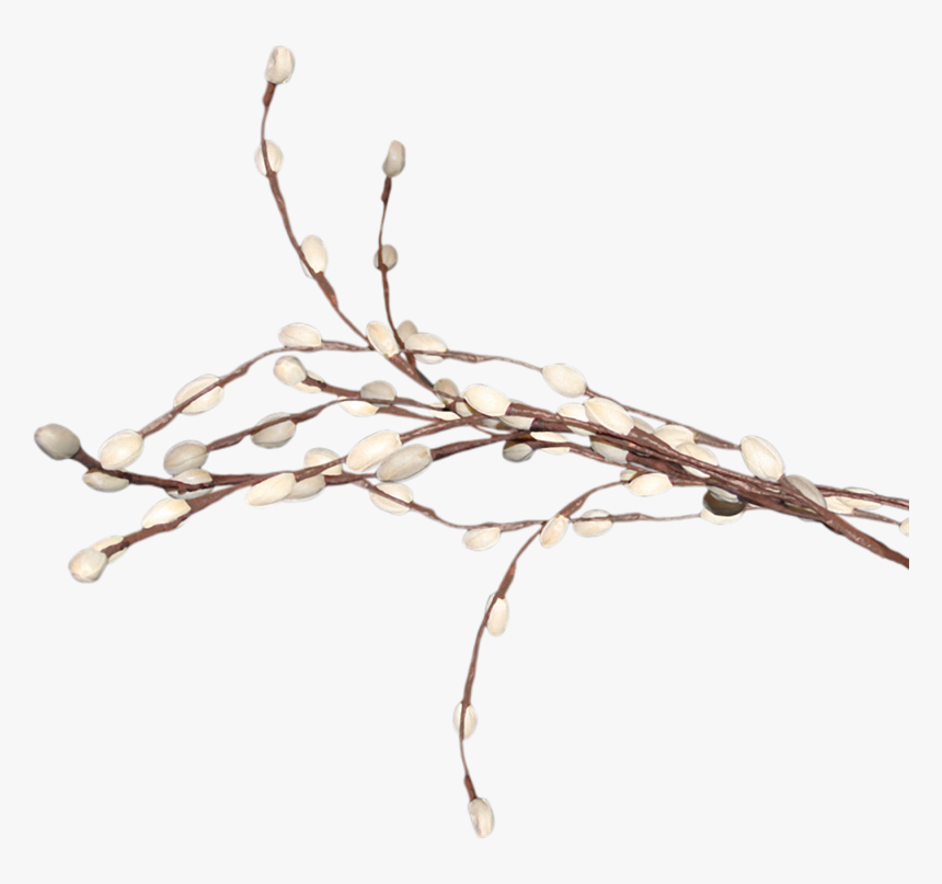 Digital Image Weeping Willow Tree Clip Art - Верба Png, Transparent Png, Free Download