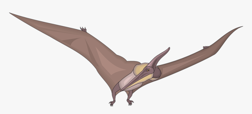 Bird, Flying, Wings, Looking, Dinosaur, Ancient, Fly - Pteranodon Clipart Png, Transparent Png, Free Download
