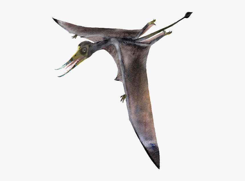 Birds From Jurassic Period, HD Png Download, Free Download