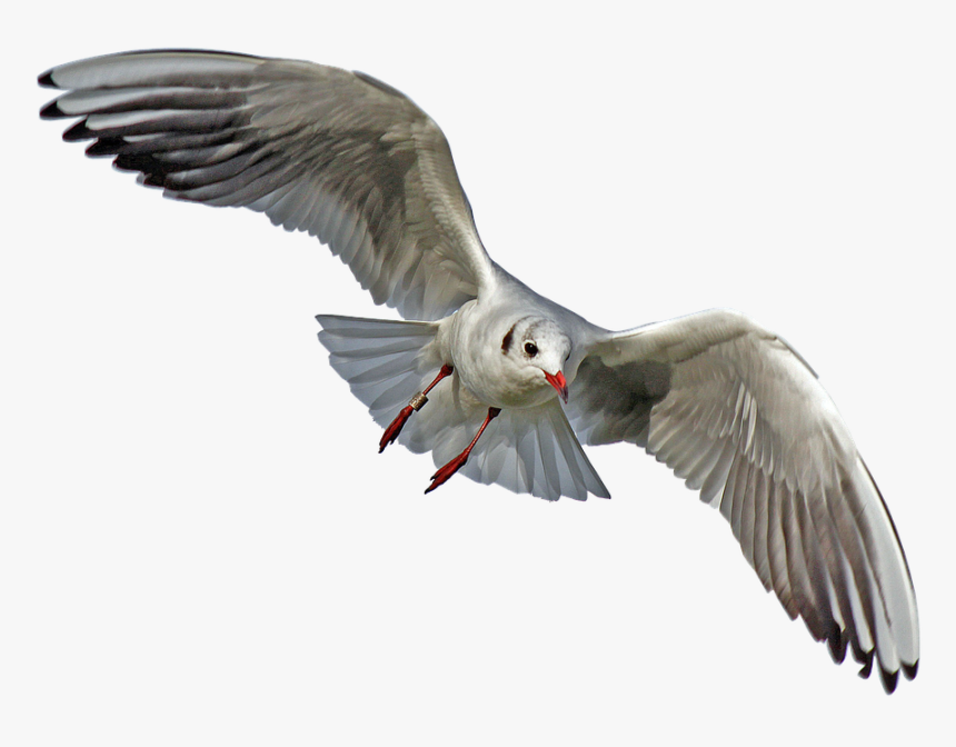 Download Gull Bird Png Transparent Images Transparent - Seagull Flying Transparent Background, Png Download, Free Download