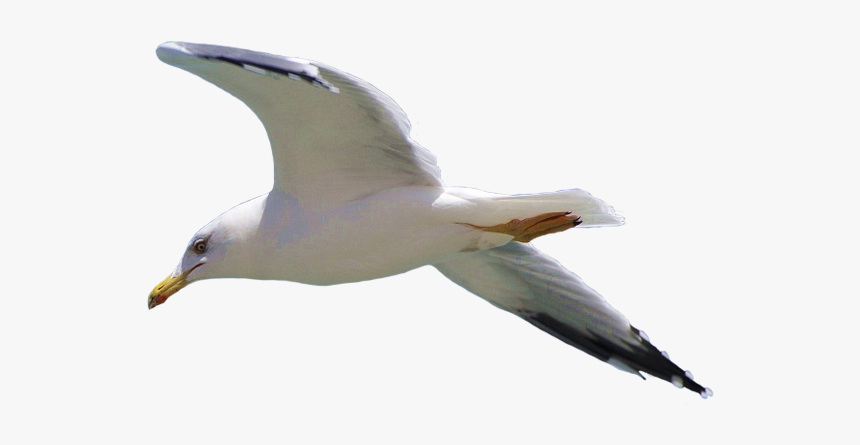 Transparent Background Seagull Png, Png Download, Free Download