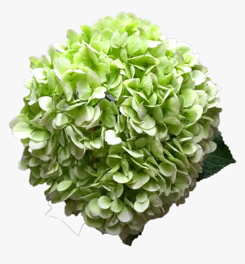 Hydrangea True Green, HD Png Download, Free Download