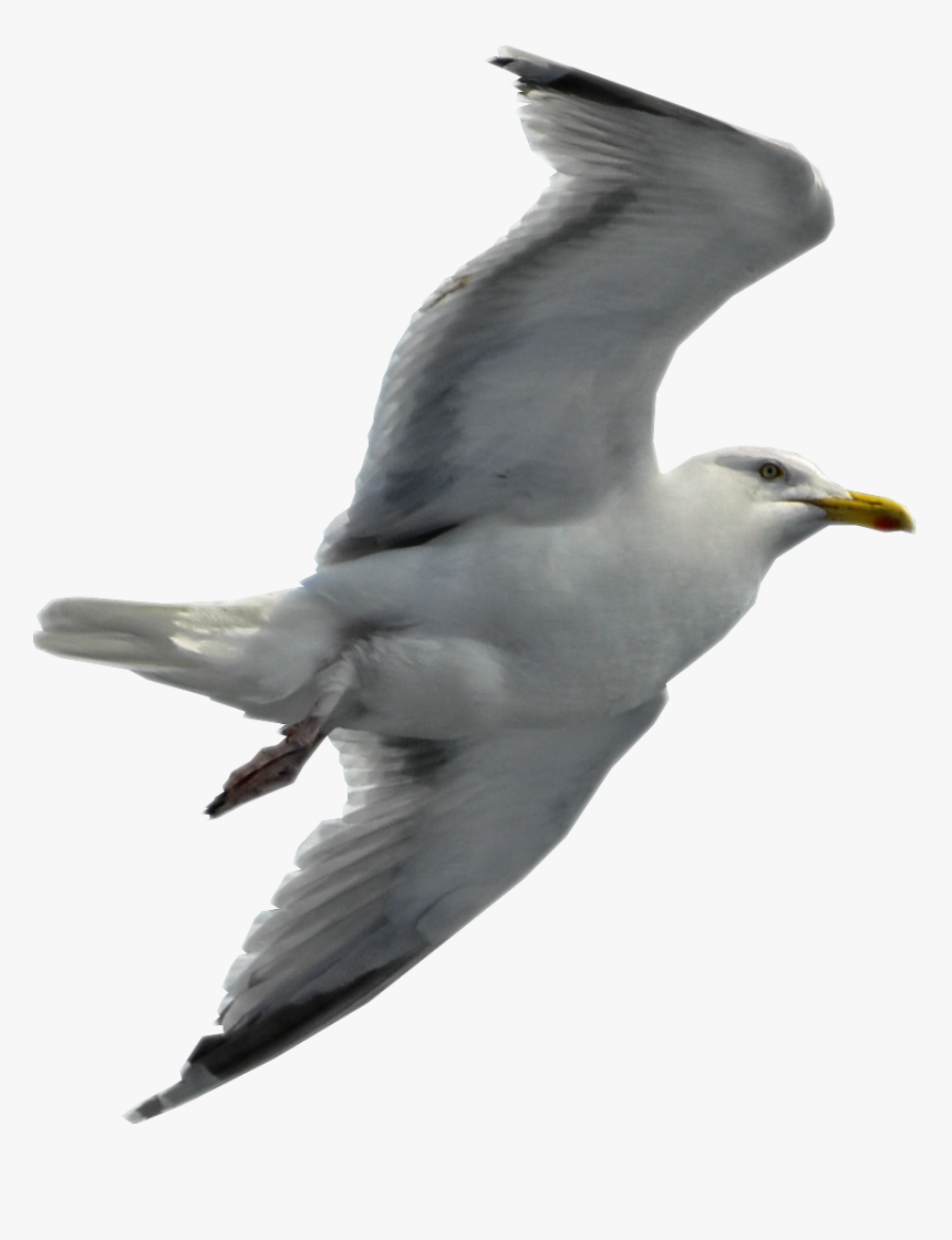 Seagull Flying Transparent Background, HD Png Download, Free Download