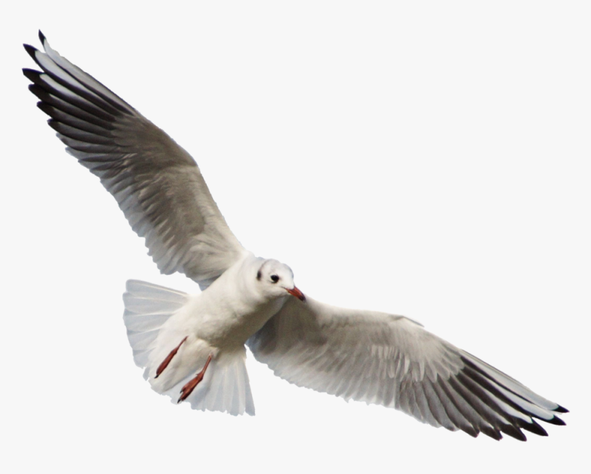 Free Png Download Gull Png Images Background Png Images - Seagull Flying No Background, Transparent Png, Free Download