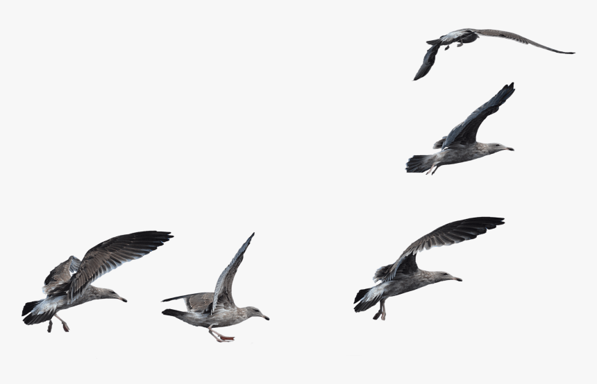 Transparent Seagulls Flying Png - Seagulls Png, Png Download, Free Download
