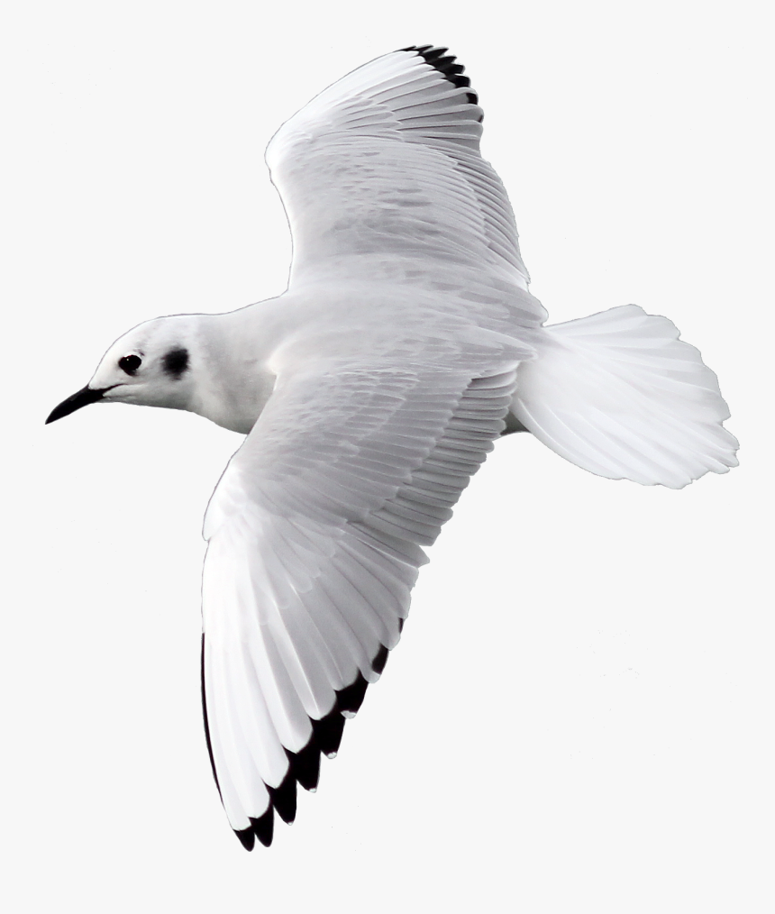 Bird Flying Transparent Background, HD Png Download, Free Download