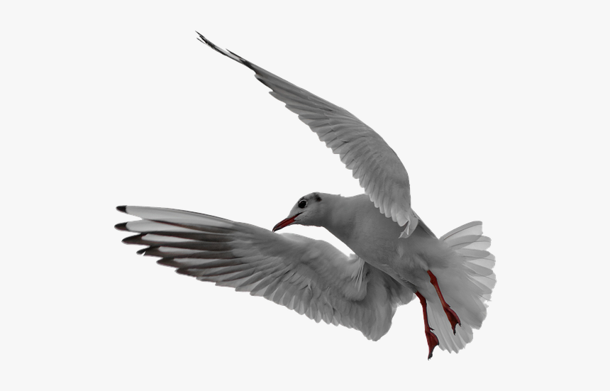 Seagull, Flight, Isolated, In Flight, Bird, Flying - Möwe Png, Transparent Png, Free Download