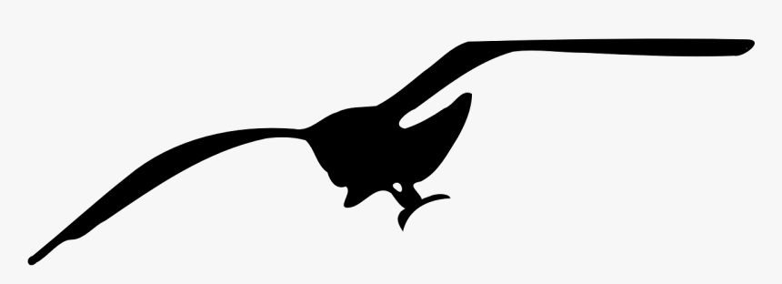 Seagull Silhouette Png Transparent Background, Png Download, Free Download
