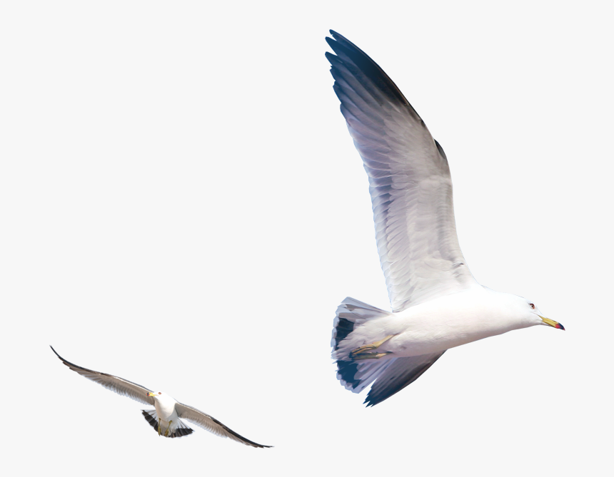 Flying Seagull Png Download - Flying Seagull Png, Transparent Png, Free Download