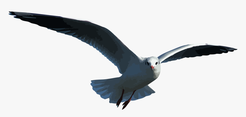 Petrel Outlander Seagull - Seagull Vector Flying Gif, HD Png Download, Free Download