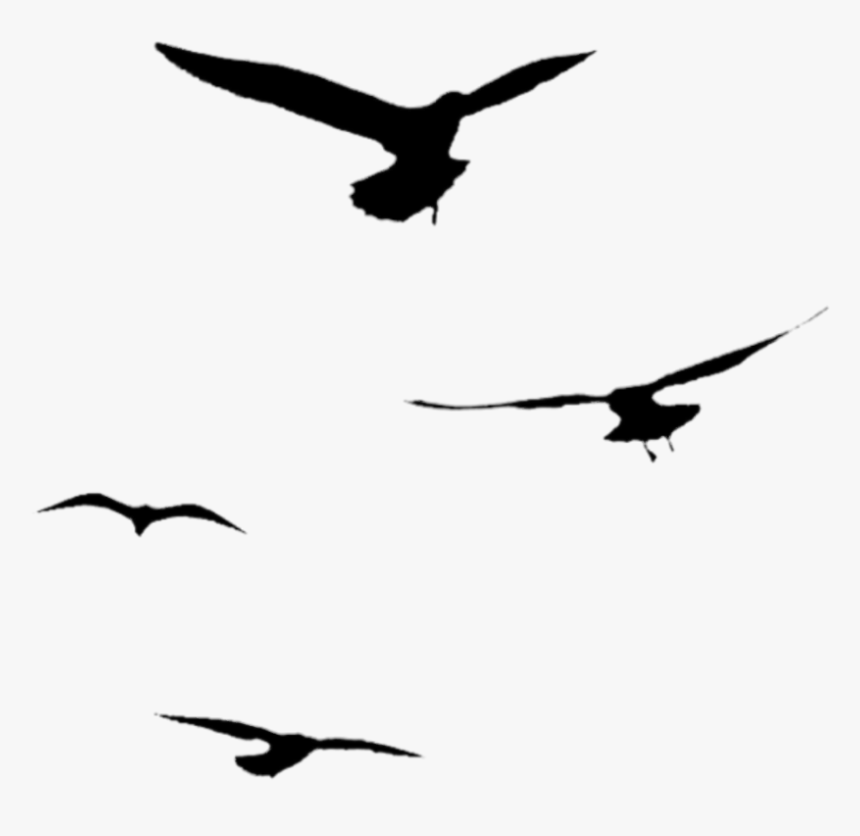 #silhouette #birds #flying #seagulls - Silhouette Of Bird Flying Away, HD Png Download, Free Download