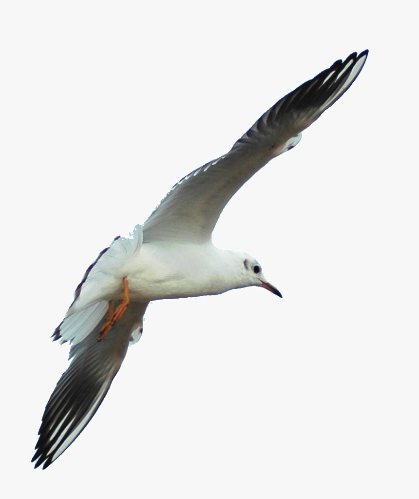 Transparent Seagulls Flying Png - European Herring Gull, Png Download, Free Download